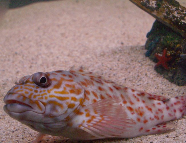 saltwater fish - cirrhitichthys aprinus - spotted hawkfish stocking in 125 gallons tank - Hawk Fish . Caught it with a hand line . 4 in long. saltwater fish - cirrhitichthys aprinus - spotted hawkfish stocking in 125 gallons tank - Hawk Fish . Caught it with a hand line . 4 in long.
