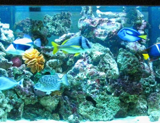 saltwater fish - paracanthurus hepatus - blue tang stocking in 220 gallons tank - FISH LOVING LIFE saltwater fish - paracanthurus hepatus - blue tang stocking in 220 gallons tank - FISH LOVING LIFE