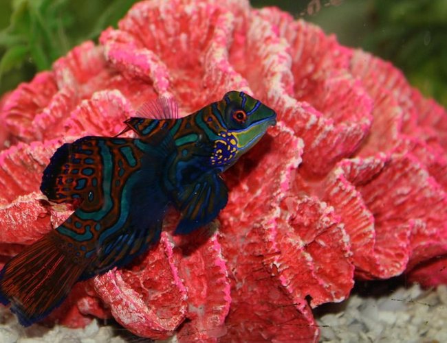 saltwater fish - synchiropus splendidus - green mandarin stocking in 75 gallons tank - Green Mandarin saltwater fish - synchiropus splendidus - green mandarin stocking in 75 gallons tank - Green Mandarin