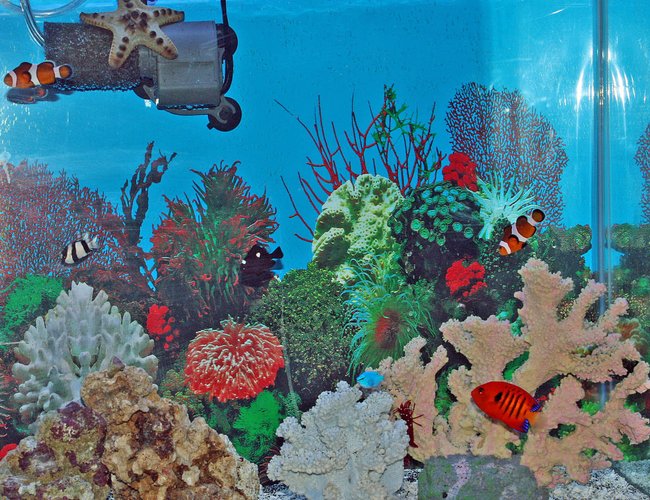 saltwater fish - centropyge loriculus - flame angelfish stocking in 55 gallons tank - my fish saltwater fish - centropyge loriculus - flame angelfish stocking in 55 gallons tank - my fish