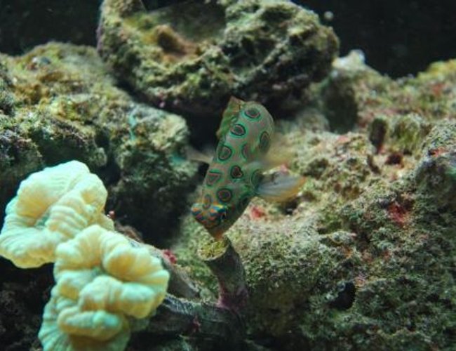 saltwater fish - synchiropus picturatus - spotted mandarin stocking in 60 gallons tank - Goby (Mr Rogers) saltwater fish - synchiropus picturatus - spotted mandarin stocking in 60 gallons tank - Goby (Mr Rogers)