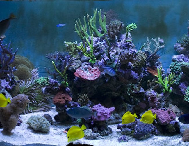 saltwater fish - zebrasoma flavescens - yellow tang - hawaii stocking in 400 gallons tank - 7.5 ft Long - 3 ft Wide - 2.5ft High
6 Ft Sump = 400 UK Gallons
8 Streams all hidden in Weirs
GHL Profilux
4 * 400 Watt Halides with Coralview Electronic Ballasts and Luminarc 3 Reflectors. Currently using 20k Radium lamps
Aquamedic 5000 Twin Skimmer
Aquamedic Titan 2000 Chiller
2 * 150 gallon water change VATS saltwater fish - zebrasoma flavescens - yellow tang - hawaii stocking in 400 gallons tank - 7.5 ft Long - 3 ft Wide - 2.5ft High
6 Ft Sump = 400 UK Gallons
8 Streams all hidden in Weirs
GHL Profilux
4 * 400 Watt Halides with Coralview Electronic Ballasts and Luminarc 3 Reflectors. Currently using 20k Radium lamps
Aquamedic 5000 Twin Skimmer
Aquamedic Titan 2000 Chiller
2 * 150 gallon water change VATS