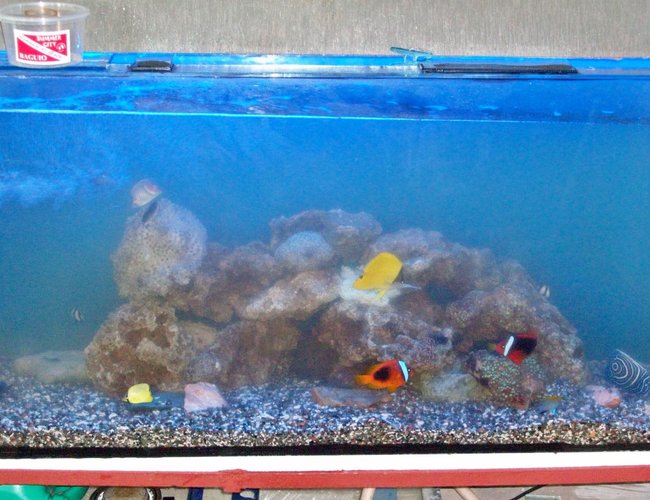 saltwater fish - amphiprion frenatus - tomato clownfish stocking in 60 gallons tank - 3 saltwater fish - amphiprion frenatus - tomato clownfish stocking in 60 gallons tank - 3