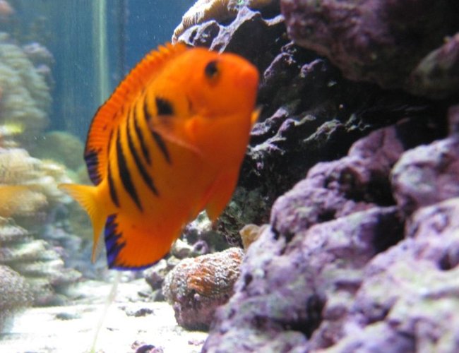 saltwater fish - centropyge loriculus - flame angelfish stocking in 120 gallons tank - Side Shot of Flame Angel and Powder Blue saltwater fish - centropyge loriculus - flame angelfish stocking in 120 gallons tank - Side Shot of Flame Angel and Powder Blue
