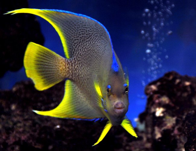 saltwater fish - holacanthus isabelita - blue angelfish stocking in 75 gallons tank - Blue angel saltwater fish - holacanthus isabelita - blue angelfish stocking in 75 gallons tank - Blue angel