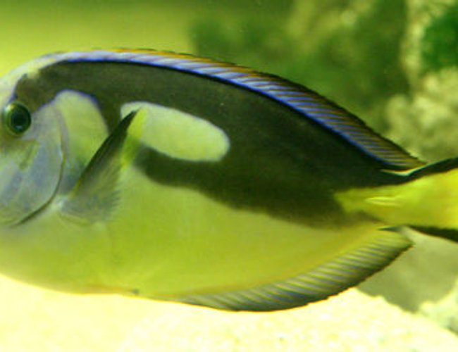 saltwater fish - paracanthurus hepatus var. - blue and yellow hippo tang stocking in 220 gallons tank - Regal Tang/ Surgeon fish. She is not the typical electric blue as she is from a different part of the ocean. Her blue is more colourful now, this pic was taken when she was first put in the tank and was a little stressed saltwater fish - paracanthurus hepatus var. - blue and yellow hippo tang stocking in 220 gallons tank - Regal Tang/ Surgeon fish. She is not the typical electric blue as she is from a different part of the ocean. Her blue is more colourful now, this pic was taken when she was first put in the tank and was a little stressed