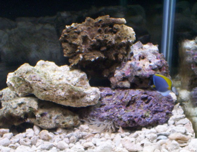 saltwater fish - acanthurus leucosternon - powder blue tang stocking in 75 gallons tank - Only 6 weeks old saltwater fish - acanthurus leucosternon - powder blue tang stocking in 75 gallons tank - Only 6 weeks old