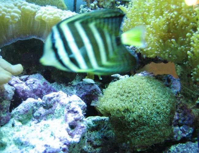 saltwater fish - zebrasoma veliferum - sailfin tang stocking in 75 gallons tank - Sailfin saltwater fish - zebrasoma veliferum - sailfin tang stocking in 75 gallons tank - Sailfin