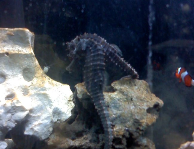 saltwater fish - hippocampus erectus - black seahorse stocking in 30 gallons tank - My horses staring down their food (live Ghost Shrimp) I swear that goes on for at least 5 minutes, sometimes 15 minutes before they eat it. It's beyond me why the shrimp always just stares back at them instead of running. haha. saltwater fish - hippocampus erectus - black seahorse stocking in 30 gallons tank - My horses staring down their food (live Ghost Shrimp) I swear that goes on for at least 5 minutes, sometimes 15 minutes before they eat it. It's beyond me why the shrimp always just stares back at them instead of running. haha.