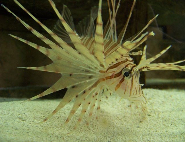 saltwater fish - pterois russelli - russell's lionfish stocking in 120 gallons tank - Russell's Lion saltwater fish - pterois russelli - russell's lionfish stocking in 120 gallons tank - Russell's Lion