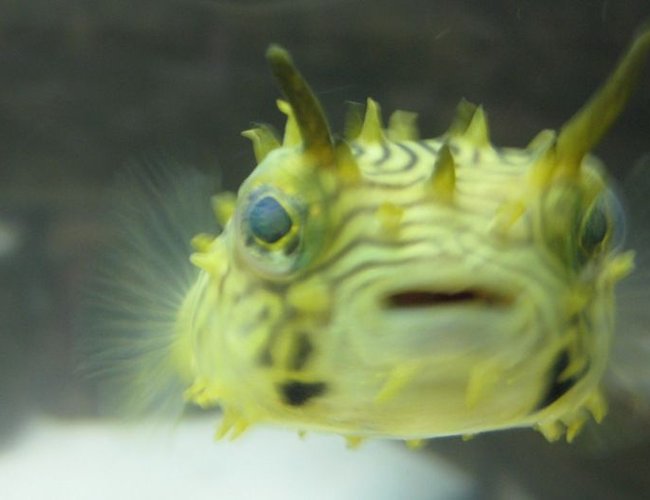 saltwater fish - chilomycterus schoepfi - spiny box puffer stocking in 120 gallons tank - Spiny Box Puffer. Kind of a cute little guy. saltwater fish - chilomycterus schoepfi - spiny box puffer stocking in 120 gallons tank - Spiny Box Puffer. Kind of a cute little guy.