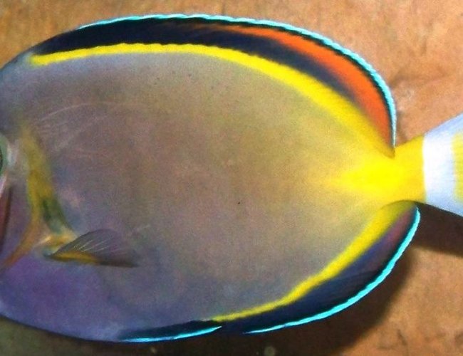 saltwater fish - acanthurus japonicus - powder brown tang stocking in 120 gallons tank - Powder Brown Tang saltwater fish - acanthurus japonicus - powder brown tang stocking in 120 gallons tank - Powder Brown Tang