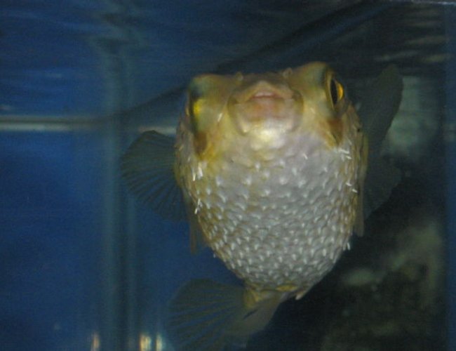 saltwater fish - diodon holocanthus - porcupine puffer stocking in 75 gallons tank - ET PUFFER CHEESING saltwater fish - diodon holocanthus - porcupine puffer stocking in 75 gallons tank - ET PUFFER CHEESING