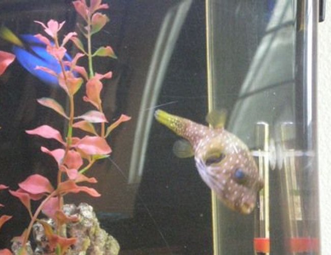 saltwater fish - canthigaster solandri - blue spotted puffer stocking in 55 gallons tank - My Puffer Sumo saltwater fish - canthigaster solandri - blue spotted puffer stocking in 55 gallons tank - My Puffer Sumo