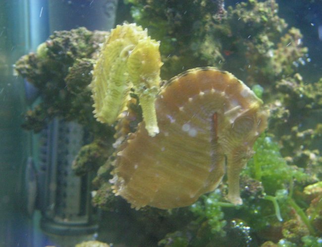 saltwater fish - hippocampus reidi - brazilian reidi seahorse stocking in 65 gallons tank - They love each other :) saltwater fish - hippocampus reidi - brazilian reidi seahorse stocking in 65 gallons tank - They love each other :)