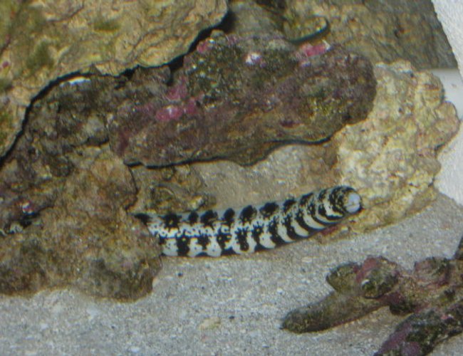 saltwater fish - echidna nebulosa - snowflake eel stocking in 75 gallons tank - Snowflake Eel saltwater fish - echidna nebulosa - snowflake eel stocking in 75 gallons tank - Snowflake Eel