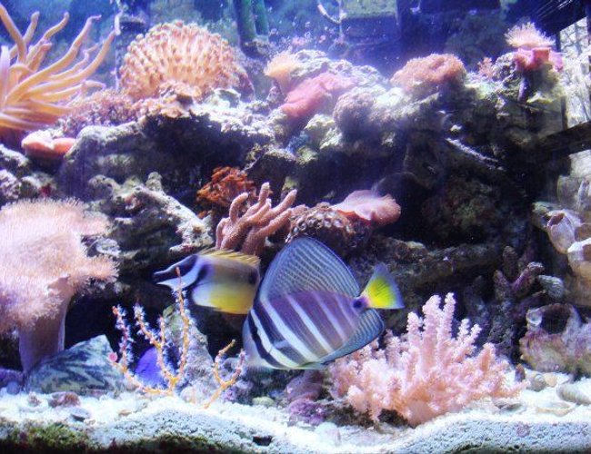 saltwater fish - zebrasoma veliferum - sailfin tang stocking in 46 gallons tank - foxface abd sailfin tang saltwater fish - zebrasoma veliferum - sailfin tang stocking in 46 gallons tank - foxface abd sailfin tang