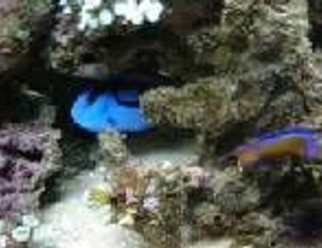 saltwater fish - paracanthurus hepatus - blue tang stocking in 46 gallons tank - 46 gallon saltwater fish - paracanthurus hepatus - blue tang stocking in 46 gallons tank - 46 gallon