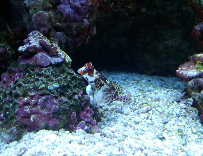 saltwater fish - synchiropus ocellatus - scooter blenny stocking in 120 gallons tank - red scooter blennie and zoos saltwater fish - synchiropus ocellatus - scooter blenny stocking in 120 gallons tank - red scooter blennie and zoos