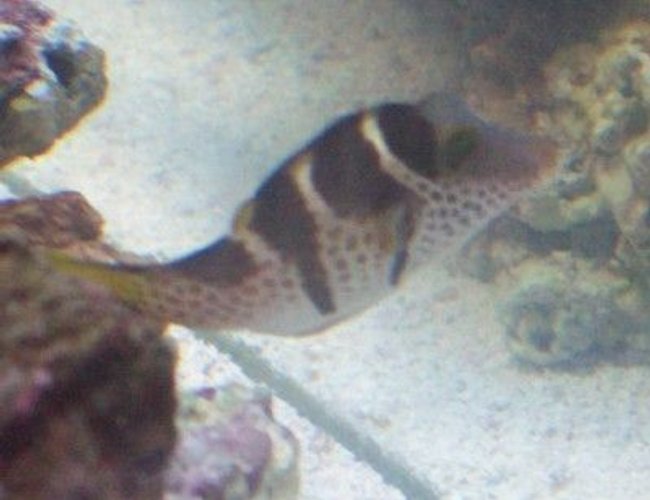 saltwater fish - canthigaster valentini - saddle valentini puffer stocking in 55 gallons tank - Valentini Puffer New2hobby saltwater fish - canthigaster valentini - saddle valentini puffer stocking in 55 gallons tank - Valentini Puffer New2hobby