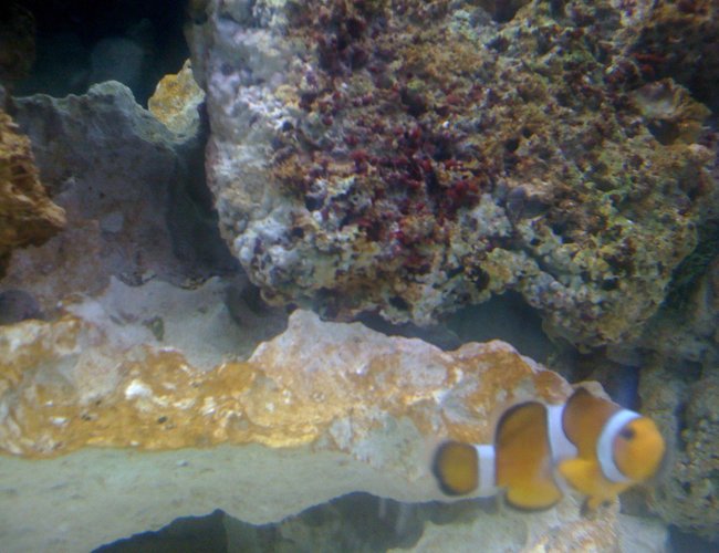 saltwater fish - amphiprion percula - true percula clownfish stocking in 120 gallons tank - my own Nemo (clown fish) saltwater fish - amphiprion percula - true percula clownfish stocking in 120 gallons tank - my own Nemo (clown fish)