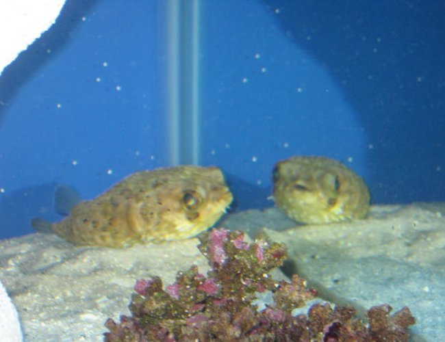 saltwater fish - diodon holocanthus - porcupine puffer stocking in 75 gallons tank - Reflections saltwater fish - diodon holocanthus - porcupine puffer stocking in 75 gallons tank - Reflections