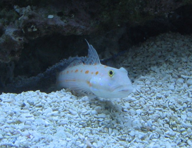 saltwater fish - valencienna puellaris - diamond watchman goby stocking in 500 gallons tank - Diamond Goby emerging from his burrow saltwater fish - valencienna puellaris - diamond watchman goby stocking in 500 gallons tank - Diamond Goby emerging from his burrow
