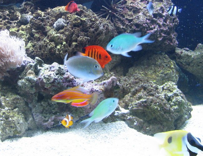 saltwater fish - chromis viridis - blue/green reef chromis stocking in 500 gallons tank - Feeding Time! saltwater fish - chromis viridis - blue/green reef chromis stocking in 500 gallons tank - Feeding Time!