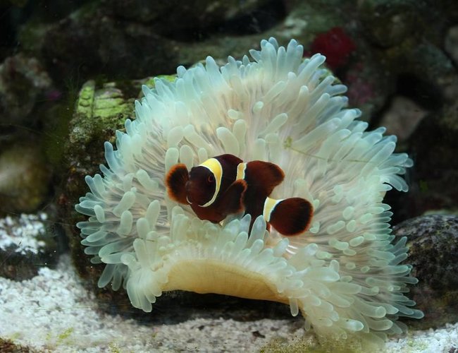 saltwater fish - premnas biaculeatus - maroon clownfish stocking in 29 gallons tank - New clown fish (aka. Stoney) saltwater fish - premnas biaculeatus - maroon clownfish stocking in 29 gallons tank - New clown fish (aka. Stoney)
