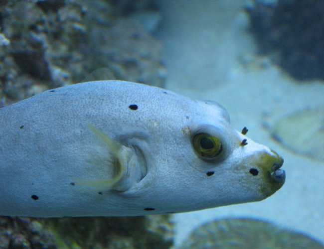 saltwater fish - arothron nigropunctatus - arothron dog face puffer stocking in 75 gallons tank - My Saltwater Pit Bull saltwater fish - arothron nigropunctatus - arothron dog face puffer stocking in 75 gallons tank - My Saltwater Pit Bull