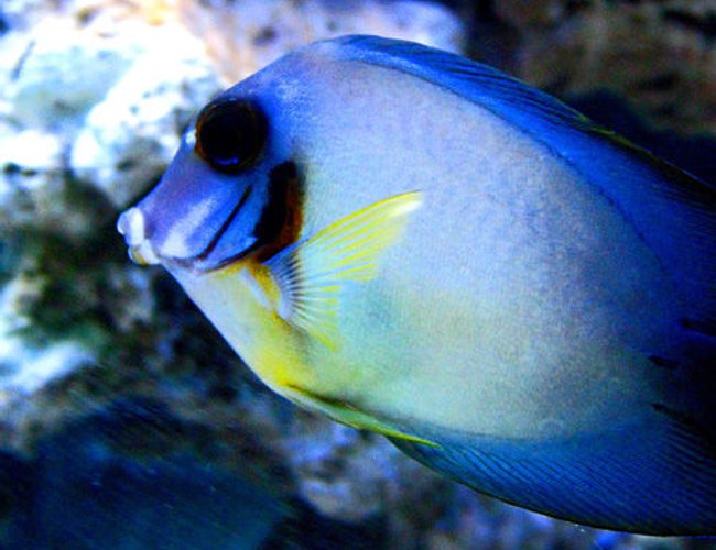 saltwater fish - acanthurus pyroferus - chocolate tang stocking in 300 gallons tank - Choclate Tang saltwater fish - acanthurus pyroferus - chocolate tang stocking in 300 gallons tank - Choclate Tang