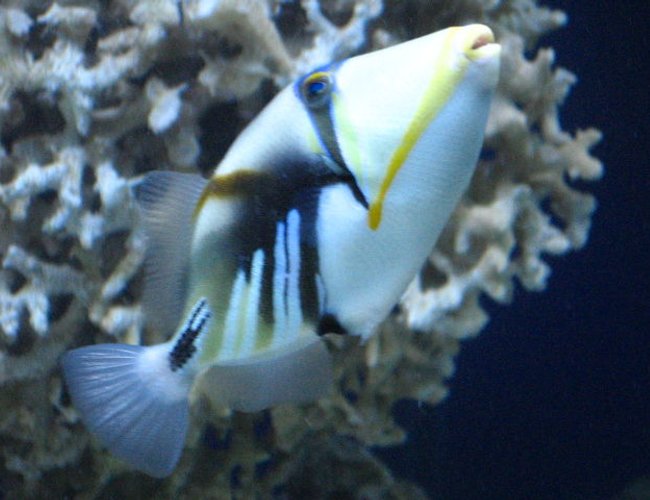 saltwater fish - rhinecanthus aculeatus - humu picasso triggerfish stocking in 75 gallons tank - My Huma Huma saltwater fish - rhinecanthus aculeatus - humu picasso triggerfish stocking in 75 gallons tank - My Huma Huma