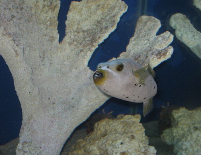 saltwater fish - arothron nigropunctatus - arothron dog face puffer stocking in 75 gallons tank - Dog Face saltwater fish - arothron nigropunctatus - arothron dog face puffer stocking in 75 gallons tank - Dog Face