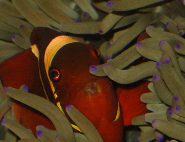 saltwater fish - premnas biaculeatus - maroon clownfish stocking in 90 gallons tank - Maroon in a Magnificent Anemone saltwater fish - premnas biaculeatus - maroon clownfish stocking in 90 gallons tank - Maroon in a Magnificent Anemone