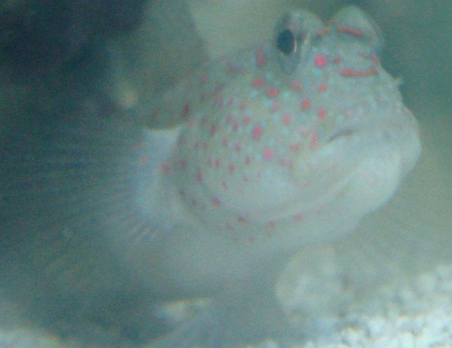 saltwater fish - cryptocentrus leptocephalus - pink spotted watchman goby stocking in 30 gallons tank - My Spotted Goby saltwater fish - cryptocentrus leptocephalus - pink spotted watchman goby stocking in 30 gallons tank - My Spotted Goby