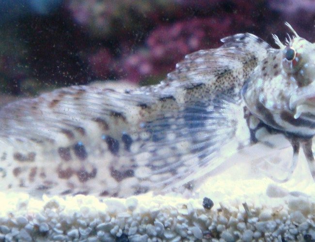 saltwater fish - salarias fasciatus - sailfin/algae blenny stocking in 30 gallons tank - My Buddy Mow saltwater fish - salarias fasciatus - sailfin/algae blenny stocking in 30 gallons tank - My Buddy Mow