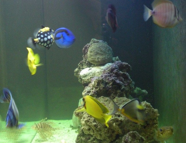 saltwater fish - zebrasoma flavescens - yellow tang - hawaii stocking in 90 gallons tank - All of my fish... saltwater fish - zebrasoma flavescens - yellow tang - hawaii stocking in 90 gallons tank - All of my fish...
