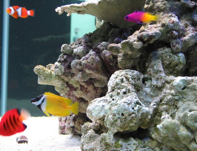 saltwater fish - siganus vulpinus - foxface lo stocking in 125 gallons tank - side view of my tank saltwater fish - siganus vulpinus - foxface lo stocking in 125 gallons tank - side view of my tank