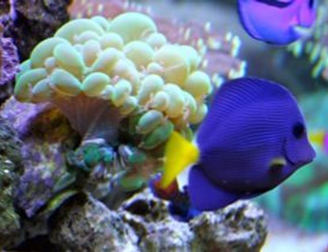 saltwater fish - zebrasoma xanthurum - purple tang stocking in 210 gallons tank - Purple Tang - SURVIVOR he has been hell and back. Love this fish!!! saltwater fish - zebrasoma xanthurum - purple tang stocking in 210 gallons tank - Purple Tang - SURVIVOR he has been hell and back. Love this fish!!!