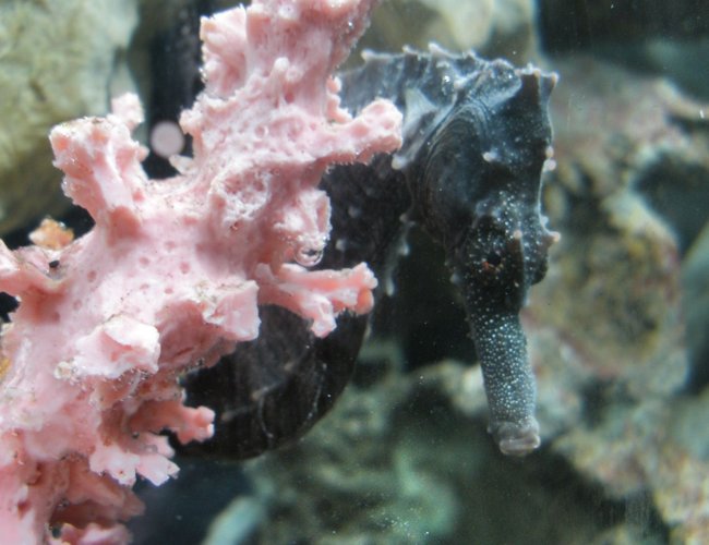 saltwater fish - hippocampus erectus - black seahorse stocking in 30 gallons tank - My Colt 3, Hippocampus Erectus saltwater fish - hippocampus erectus - black seahorse stocking in 30 gallons tank - My Colt 3, Hippocampus Erectus