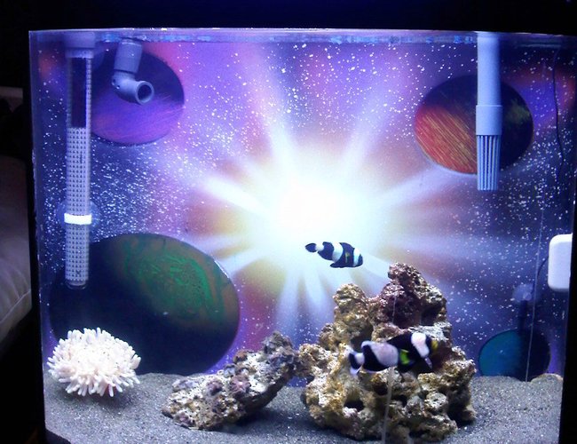 saltwater fish - amphiprion ocellaris var. - black and white ocellaris clownfish stocking in 15 gallons tank - 15 Gallon bowfront w/ rena filstar x2 canister filter, heater, digital thermometer, 20lbs LS, 5lbs LR, 2 black and white clownfish, 1 hermit crab, 1 turbo snail, 1 Sabea anemone saltwater fish - amphiprion ocellaris var. - black and white ocellaris clownfish stocking in 15 gallons tank - 15 Gallon bowfront w/ rena filstar x2 canister filter, heater, digital thermometer, 20lbs LS, 5lbs LR, 2 black and white clownfish, 1 hermit crab, 1 turbo snail, 1 Sabea anemone