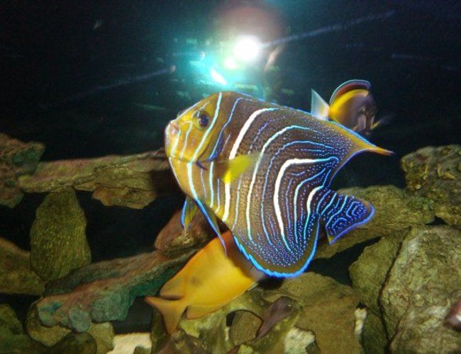 saltwater fish - pomacanthus semicirculatus - koran angelfish stocking in 310 gallons tank - Blue Koran Angelfish, in the background you can see the powder brown tang and foxface rabbit. They're incredibly camera shy. saltwater fish - pomacanthus semicirculatus - koran angelfish stocking in 310 gallons tank - Blue Koran Angelfish, in the background you can see the powder brown tang and foxface rabbit. They're incredibly camera shy.