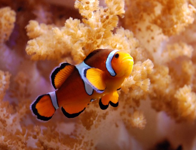 saltwater fish - amphiprion percula - true percula clownfish stocking in 125 gallons tank - Percula Clown, colt coral in background saltwater fish - amphiprion percula - true percula clownfish stocking in 125 gallons tank - Percula Clown, colt coral in background