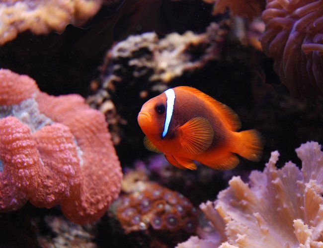 saltwater fish - amphiprion frenatus - tomato clownfish stocking in 125 gallons tank - Tomato Clown saltwater fish - amphiprion frenatus - tomato clownfish stocking in 125 gallons tank - Tomato Clown