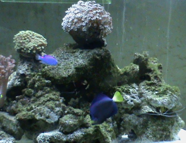 saltwater fish - acanthurus coeruleus - blue caribbean tang stocking in 72 gallons tank - purpel pot and blue tang saltwater fish - acanthurus coeruleus - blue caribbean tang stocking in 72 gallons tank - purpel pot and blue tang