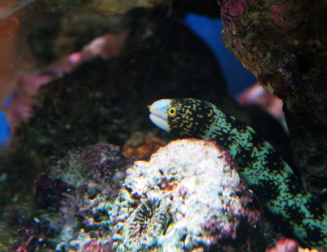 saltwater fish - echidna nebulosa - snowflake eel stocking in 75 gallons tank - My new Snowflake Eel saltwater fish - echidna nebulosa - snowflake eel stocking in 75 gallons tank - My new Snowflake Eel