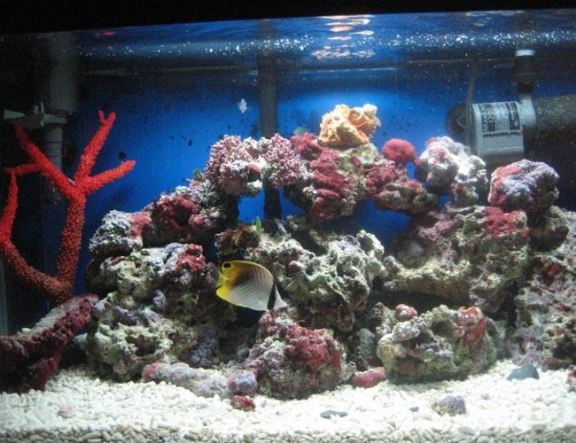 saltwater fish - chaetodon auriga - auriga butterflyfish stocking in 35 gallons tank - threadfin cruisin saltwater fish - chaetodon auriga - auriga butterflyfish stocking in 35 gallons tank - threadfin cruisin