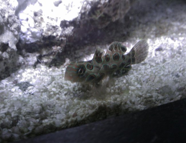 saltwater fish - synchiropus picturatus - spotted mandarin stocking in 55 gallons tank - Spotted Mandarin
"Fanny" saltwater fish - synchiropus picturatus - spotted mandarin stocking in 55 gallons tank - Spotted Mandarin
"Fanny"