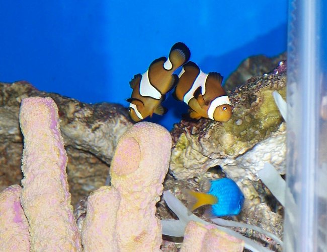 saltwater fish - amphiprion percula - true percula clownfish stocking in 50 gallons tank - My clowns keeping an eye on their new neighbor. saltwater fish - amphiprion percula - true percula clownfish stocking in 50 gallons tank - My clowns keeping an eye on their new neighbor.