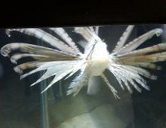 saltwater fish - pterois russelli - russell's lionfish stocking in 110 gallons tank - lionfish saltwater fish - pterois russelli - russell's lionfish stocking in 110 gallons tank - lionfish
